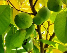 Asimina triloba SUNFLOWER