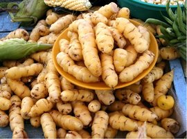 YAM bl Peru
