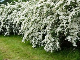 Tavolnk Vanhouttei - Spirea Vanhouttei, C 2 l