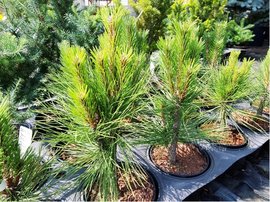 Borovice ern - Pinus nigra PYRAMIDALIS, C 2 l