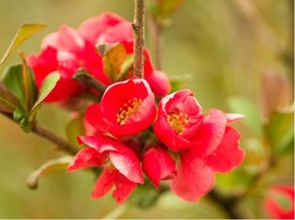 Kdoulovec lahvicovit - Chaenomeles sp. GRANDIFLORA - erven, C 1 l