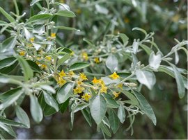 Hloina stbrn - Elaeagnus commutata - balen