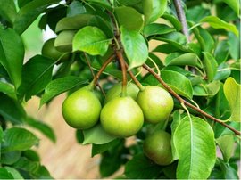 Hrue polnika - Pyrus pyraster, C 2 l