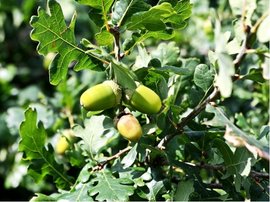 Dub zimn - Quercus petraea - balen