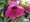 Abutilon rov