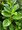 Bobkovie lkask - Prunus laurocerasus NOVITA, C 1,5 l