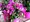 Bougainvillea v květináči P17 - keř