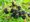 Ostruina THORNLESS EVERGREEN - beztrnn, C 1,6 l