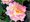 Růže GLORIA DEI - velkokvětá, růžovožlutá