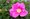 Re svraskal - Rosa rugosa
