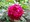 Pivoka lkask - Paeonia off. RUBRA PLENA - erven