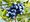Obří kanadská borůvka BLUECROP - tříletá sazenice