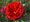 Růže EDENEI RED - anglická, červená