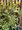 Cesmína - Ilex aquifolium MADAME BRIOT, C 18 l
