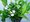Weigela CANDIDA - bl, C 1,4 l