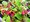 Weigela RED PRINCE - purpurov, C 1 l