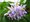 Lilek převislý - fialový