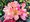 Rhododendron PERCY WISEMAN - rovo - luto - krmov, C 4 l