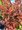Dil Thunbergv - Berberis thunb. ATROPURPUREA, C 3 l