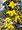 Zlatice prostedn - Forsythia intermedia WEEK END, C 1 l