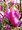 Magnolie NIGRA - růžovobílá