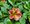 Million Bells sel MiniFamous Neo Summer Joy - rovolut