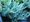 Jalovec plaziv - Juniperus hor. BLUE CHIP