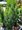 Tis prostedn - Taxus media HICKSII, C 2 l