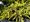 Jalovec obecn - Juniperus communis GOLDSCHATZ