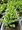 Smrk siv - Picea glauca RAINBOWS END, C 2 l
