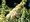Buddleja davidii NANHO WHITE - bl