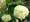 Kalina obecná - Viburnum opulus ROSEUM - bílá