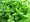 Oregano zlat