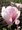 Magnolie SOULANGEANA - rov, C 2 l