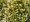 Cesmna altaklarensk - Ilex altacl. GOLDEN KING, C 2,5 l