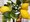 Citronk LIMON v kvtini P16