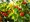 Tomel virinsk - Diosypros virginiana