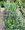 Pta zob - ligustrum ovalifolum, C 2 l