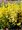 Brslen - Eonymus fortunei EMERALDN GOLD