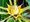 Banánovník lotosový - Musella lasiocarpa