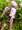 Vistárie - Wisteria flor. ROSEA - lila, C 1,6 l