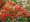 Hlohyn arlatov - Pyracantha RED COLUMN - erven, C 1 l