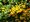 Hlohyně šarlatová - Pyracantha SOLEIL D´OR - žlutá, C 1,6 l