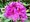 Rhododendron AZURRO - purpurový, C 5 l