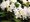 Rhododendron CUNNINGHAMS WHITE - bl, C 4 l