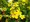 Mochna kovit - Potentilla frut. BELLISIMA - rov, C 2 l