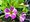 Million Bells sel Rave Blue Bicolor - modrolut