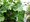 Bean irsk - Hedera hibernica, C 1,5 l