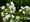 Jasmn pustoryl - Philadelphus VIRGINAL