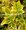 Brlsen japonsk - Euonymus jap. SUSAN